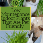 10 Amazing Low-Maintenance Indoor Plants That Are Pet-Friendly | Savy Home