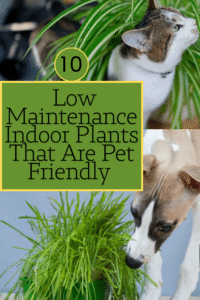 Read more about the article 10 Amazing Low-Maintenance Indoor Plants That Are Pet-Friendly | Savy Home
