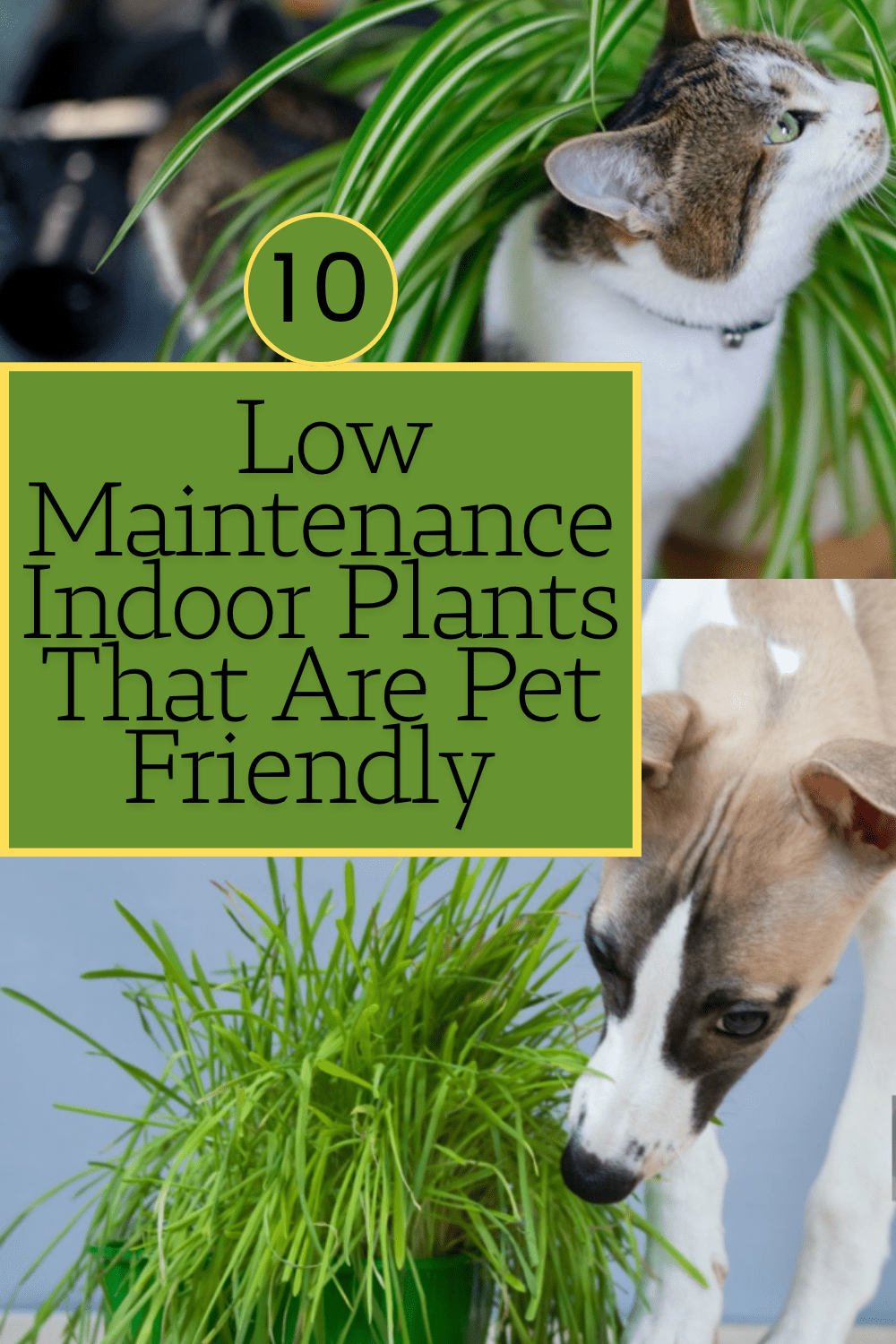You are currently viewing 10 Amazing Low-Maintenance Indoor Plants That Are Pet-Friendly | Savy Home