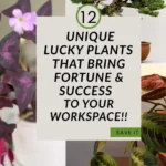 12 Unique Lucky Plants That Bring Fortune to Your Workspace | Savy Home