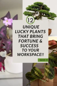 Read more about the article 12 Unique Lucky Plants That Bring Fortune to Your Workspace | Savy Home
