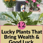 12 Lucky Plants That Bring Good Luck and Wealth to Your Home