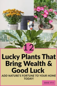 Read more about the article 12 Lucky Plants That Bring Good Luck and Wealth to Your Home