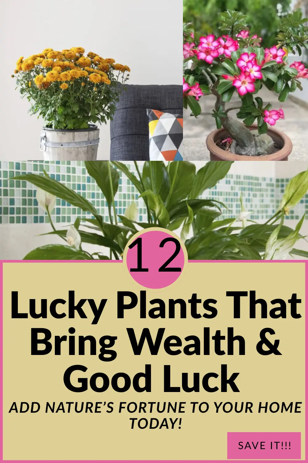 You are currently viewing 12 Lucky Plants That Bring Good Luck and Wealth to Your Home